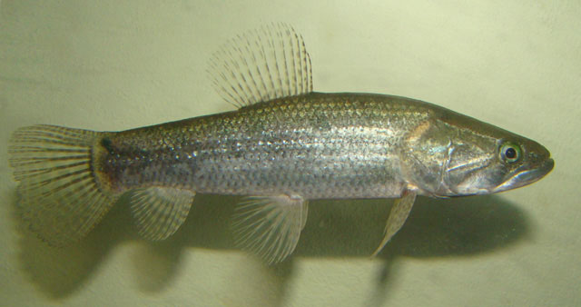 Hoplias malabaricus