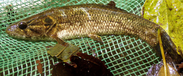 Hoplias microlepis