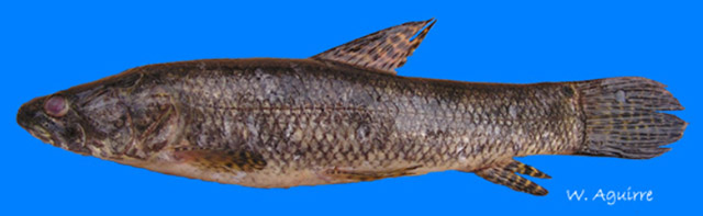 Hoplias microlepis