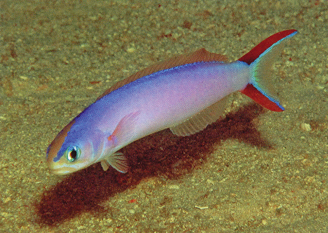 Hoplolatilus purpureus