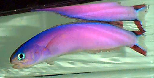 Hoplolatilus purpureus