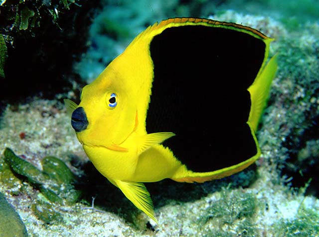 Holacanthus tricolor