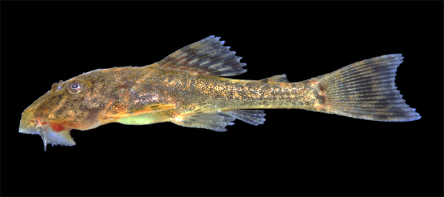 Hypostomus affinis