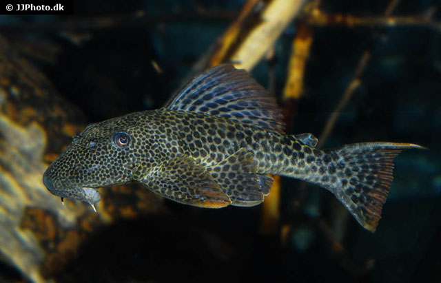 Hypostomus asperatus