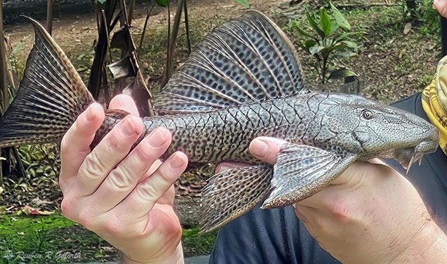 Hypostomus aspidolepis