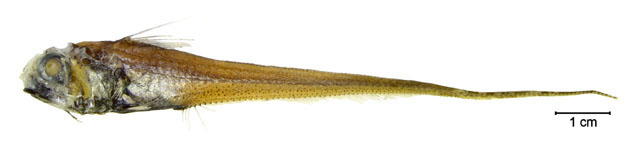 Hymenocephalus billsam