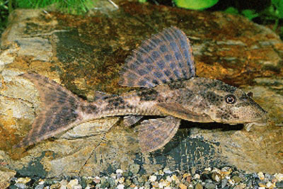 Hypostomus boulengeri