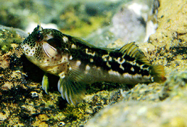 Hypsoblennius brevipinnis