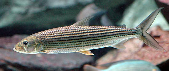 Hydrocynus brevis