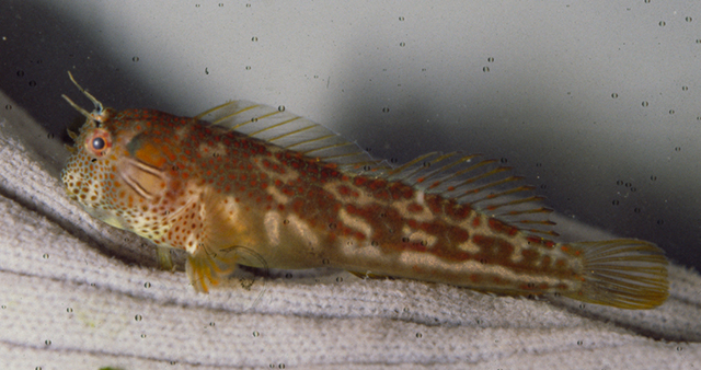 Hypsoblennius brevipinnis