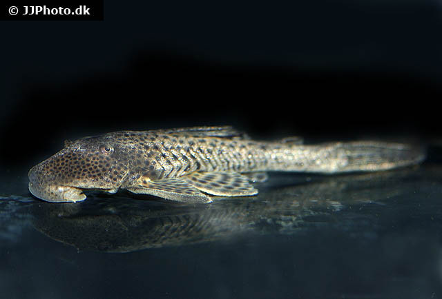 Hypostomus cordovae