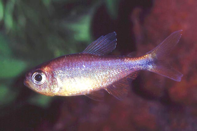 Hyphessobrycon eos