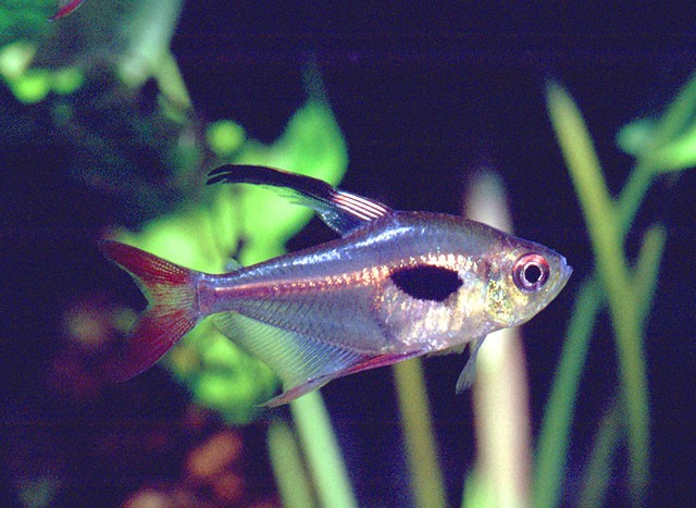 Hyphessobrycon epicharis