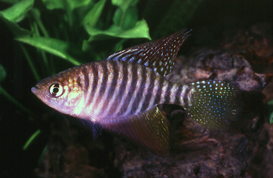 Hypsolebias flagellatus