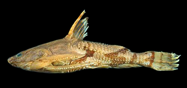 Hypodoras forficulatus