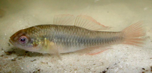 Hypseleotris galii