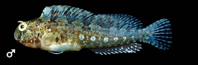 Hypsoblennius gentilis