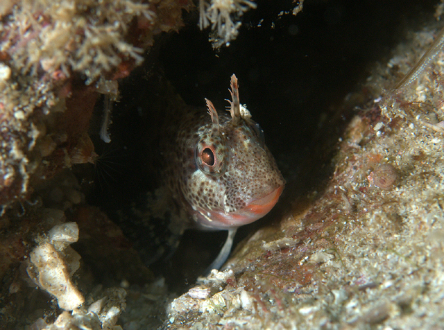 Hypsoblennius gentilis