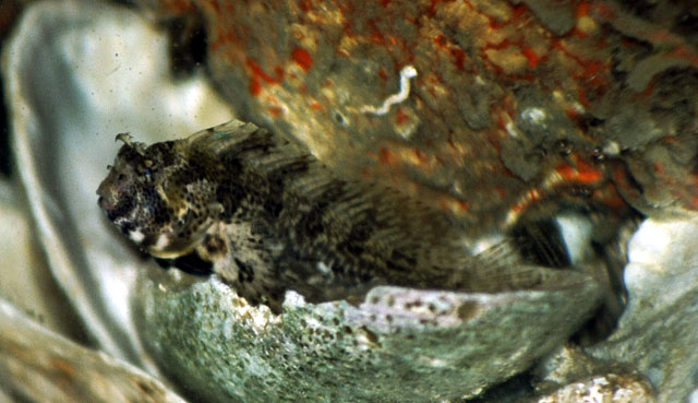 Hypsoblennius hentz