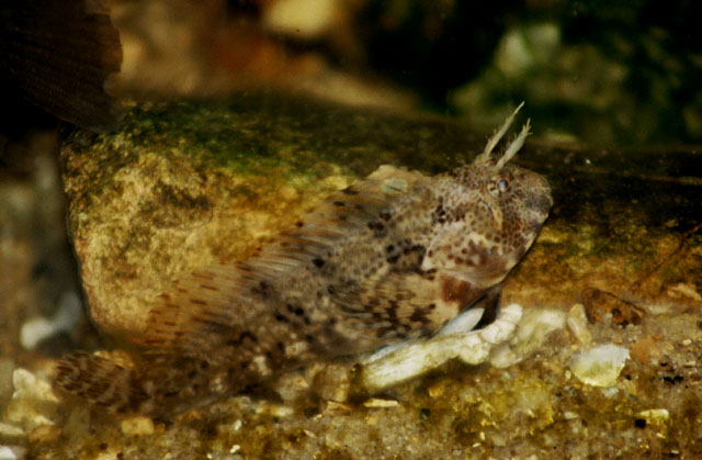 Hypsoblennius hentz