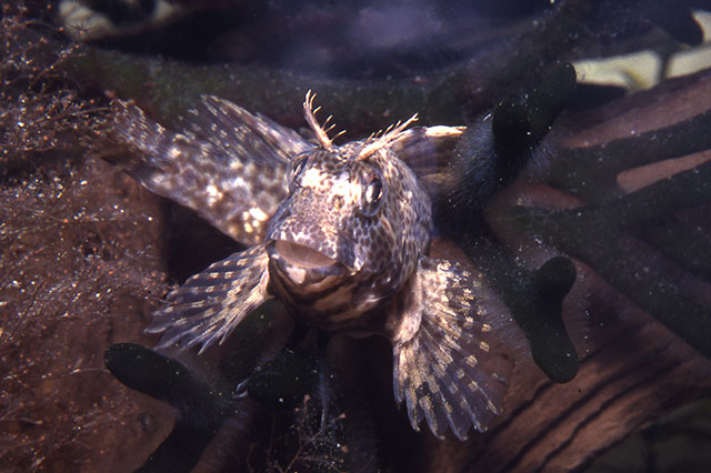 Hypsoblennius hentz