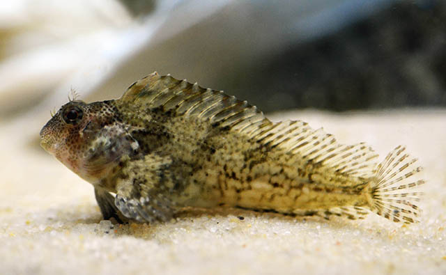 Hypsoblennius hentz