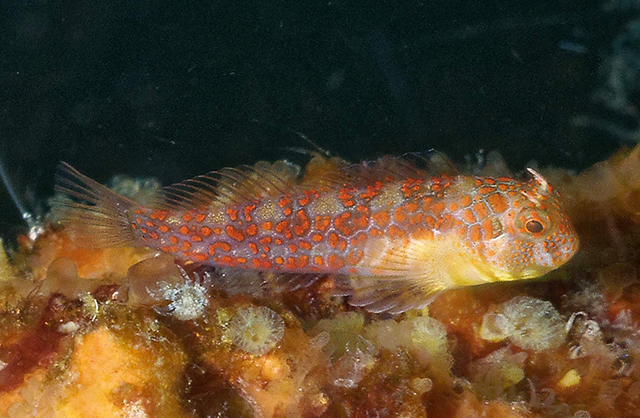 Hypsoblennius invemar