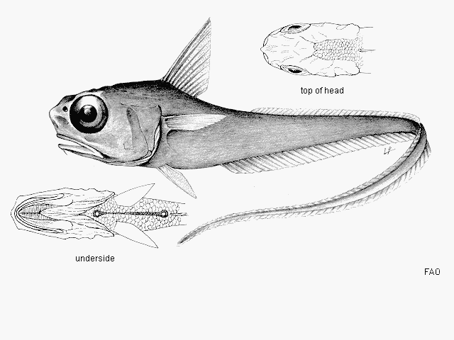 Hymenocephalus italicus