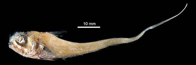 Hymenocephalus iwamotoi