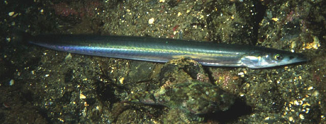 Hyperoplus lanceolatus