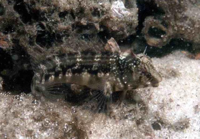 Hypleurochilus langi