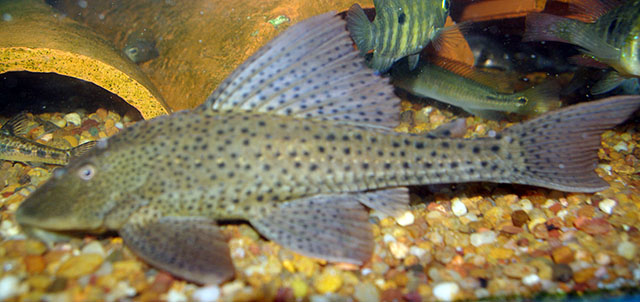 Hypostomus laplatae