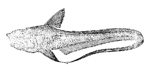 Hymenocephalus lethonemus