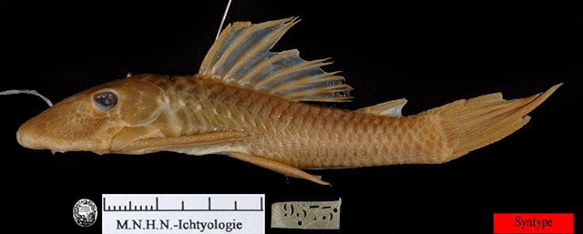 Hypostomus lima