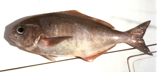 Hyperoglyphe macrophthalma