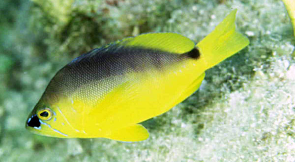 Hypoplectrus maculiferus