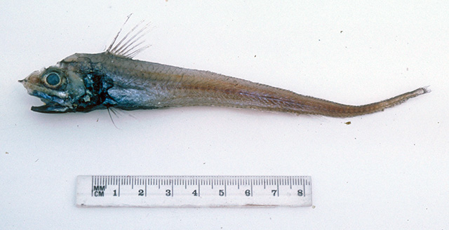 Hymenocephalus nascens