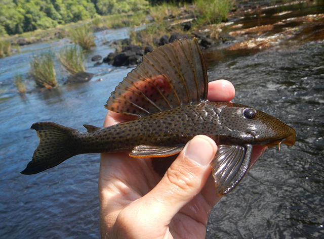 Hypostomus corantijni