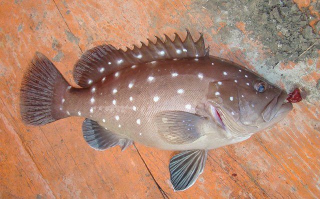 Hyporthodus niveatus