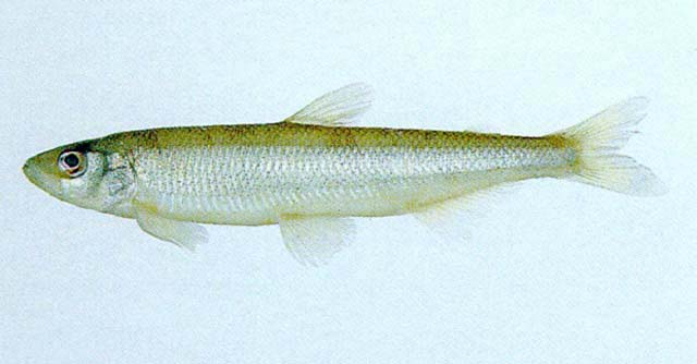 Hypomesus olidus