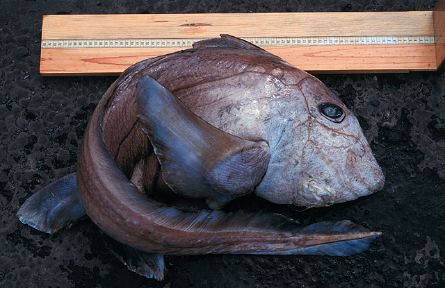 Hydrolagus pallidus