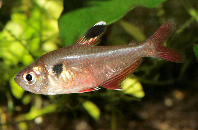 Hyphessobrycon pando