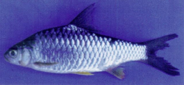 Hypsibarbus pierrei