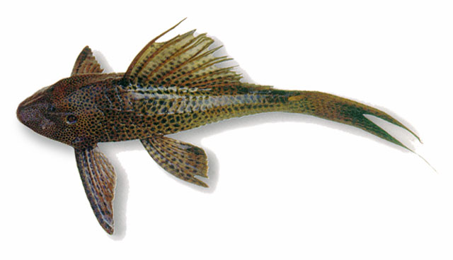 Hypostomus plecostomus