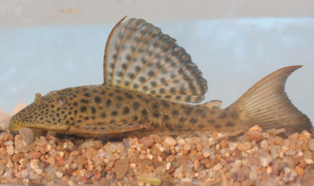 Hypostomus pusarum