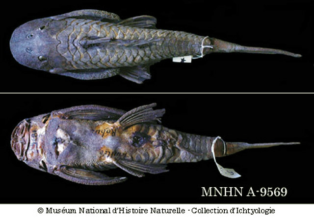 Hypostomus robinii