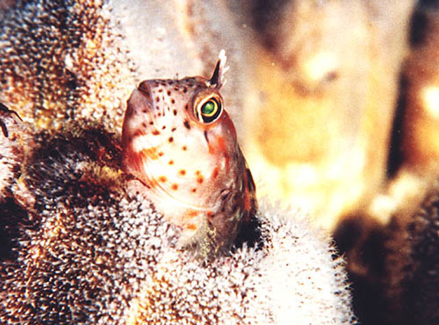 Hypsoblennius sordidus