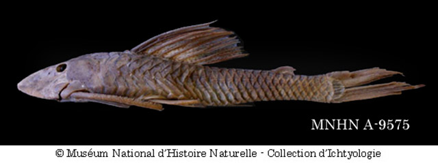 Hypostomus subcarinatus