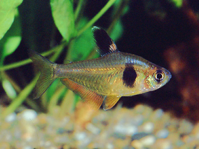 Hyphessobrycon takasei