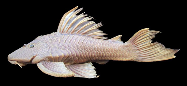 Hypostomus ternetzi